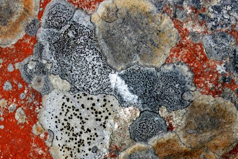 Different lichen species on a rock surface.