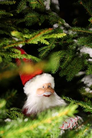 Santa peeking from a Christmas tree.