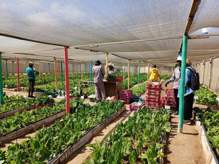 Fresh-looking spinach, lettuce, tomatoes, herbs and radish rise from the soil in garden facilities at COSDEC. Alumni of training are harvesting the crops and packing them for sale.