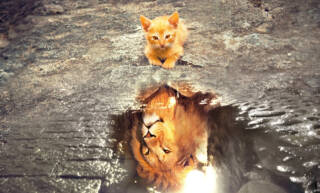 Kissa katsoo heijastustaan lätäkön pinnasta, ja näkee siinä leijonan.
