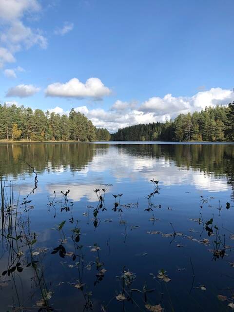 summer and lake