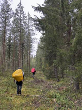 Hiking in Siilinjärvi, Finland