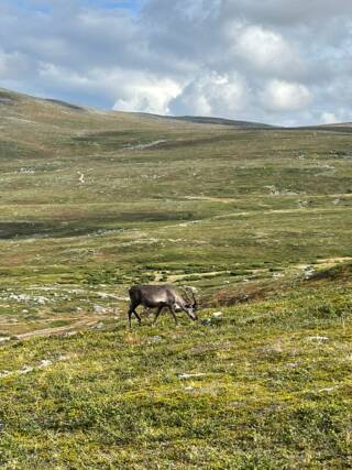 Reindeer in Lapland wilderness