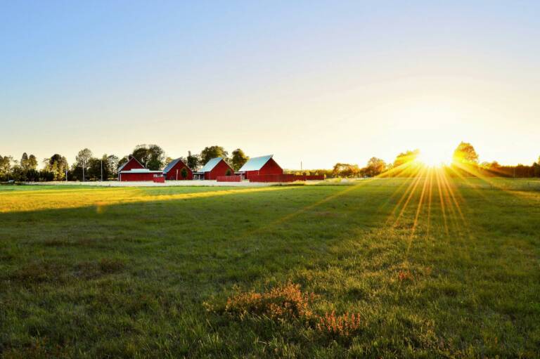 A sunny field in Sweden with red houses.