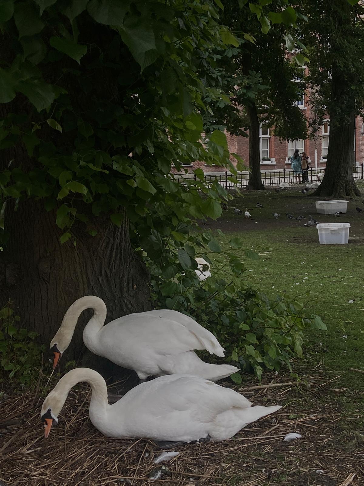 Swan Lake in Bruges,