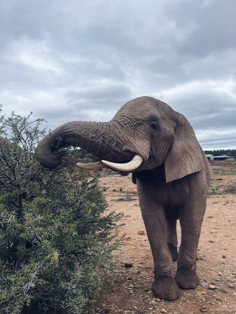 elephat