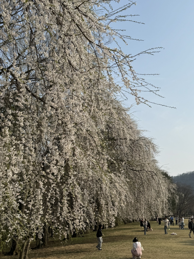 Spirit blossom in Nami Island