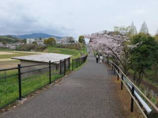 road and sakura trees