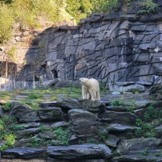 jääkarhu polar bear